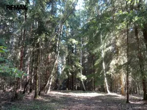 Prodej lesa, Hlavňovice, 28701 m2