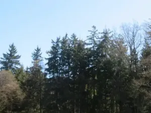 Dražba pole, Bavorov, 13684 m2