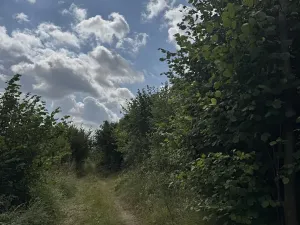 Prodej lesa, Bochovice, 13281 m2
