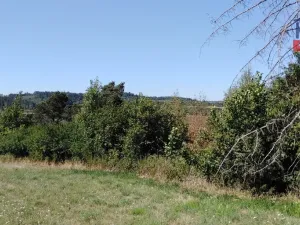 Prodej lesa, Číchov, 9664 m2