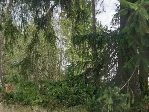 Prodej lesa, Žirovnice, 1258 m2