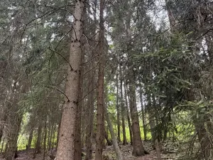 Prodej lesa, Všelibice, 12954 m2