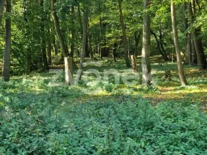 Prodej lesa, Halenkovice, 1620 m2