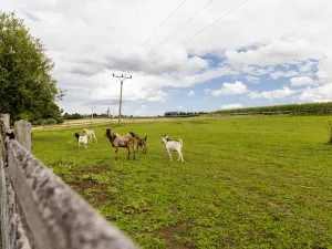 Prodej pozemku, Litíč - Nouzov, 3288 m2
