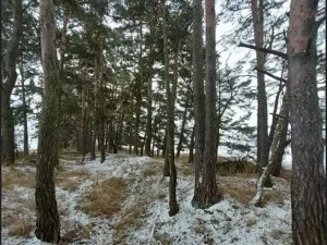Prodej lesa, Buřenice, 2680 m2