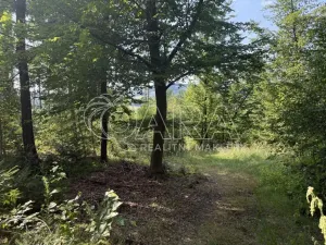 Prodej lesa, Hostašovice, 17015 m2