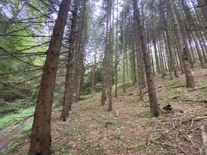 Prodej lesa, Strážná, 11485 m2