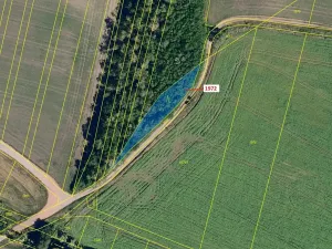 Dražba lesa, Čejkovice, 591 m2