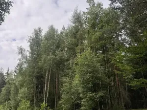 Prodej lesa, Řevničov, 11311 m2