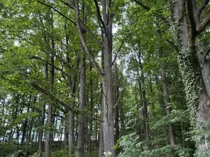 Prodej lesa, Čížkov, 4244 m2