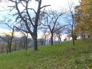 Prodej zahrady, Přílepy, 3492 m2