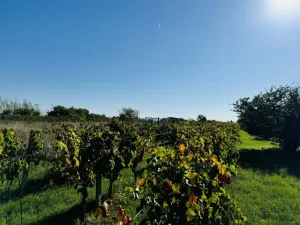 Prodej zahrady, Týnec, Náves, 1237 m2