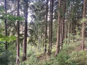Prodej lesa, Plavy, 9899 m2