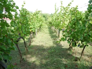 Prodej chalupy, Valtice - Úvaly, 53 m2