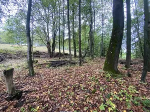 Prodej pozemku, Benešov nad Černou - Kuří, 3849 m2