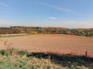 Prodej lesa, Kouřim, 87548 m2
