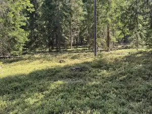 Prodej lesa, Novosedly nad Nežárkou, 67560 m2