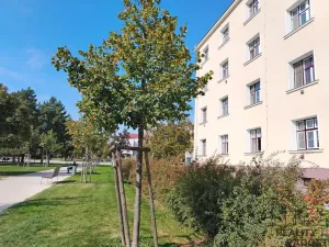 Pronájem bytu 1+1, Znojmo, Slovenská, 42 m2