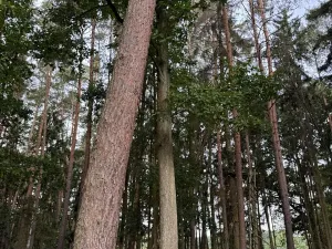 Prodej lesa, Zruč-Senec, 2639 m2