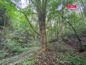 Prodej lesa, Strážná, 1204 m2