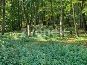 Prodej pozemku, Halenkovice, 3756 m2