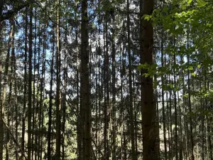 Prodej lesa, Vlkančice, 10739 m2