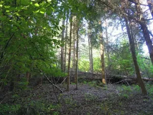 Prodej lesa, Radkovice u Budče, 1549 m2