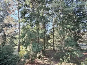 Prodej chaty, Borová, 53 m2