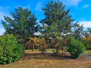 Prodej chaty, Nový Šaldorf-Sedlešovice - Sedlešovice, 54 m2