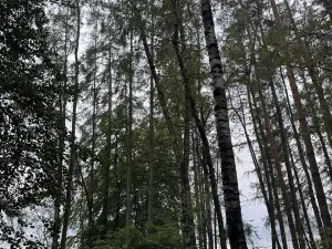 Prodej lesa, Lažany, 7152 m2