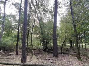 Prodej lesa, Ostřetín - Vysoká u Holic, 11957 m2