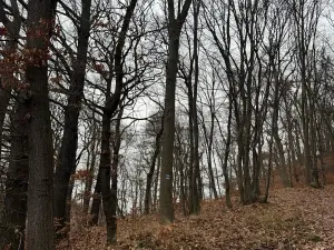 Prodej lesa, Ústí nad Labem, 9837 m2