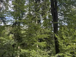 Prodej podílu lesa, Dolní Studénky, 11507 m2