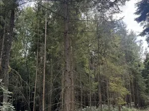 Prodej podílu lesa, Dolní Studénky, 11507 m2