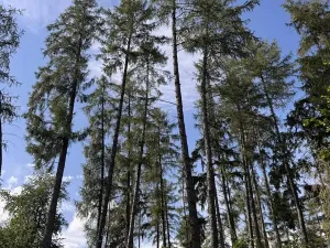Prodej podílu lesa, Dolní Studénky, 11507 m2