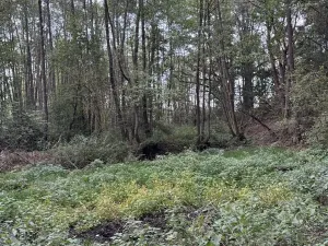 Prodej rybníku, Vráž, 3145 m2