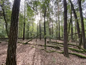 Prodej lesa, Ostřetín - Vysoká u Holic, 5528 m2