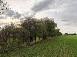 Prodej sadu/vinice, Brtnice, 1574 m2