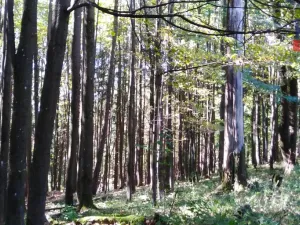 Prodej lesa, Brumov-Bylnice, 10951 m2