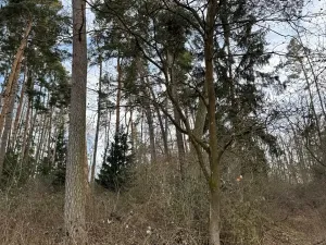 Prodej lesa, Klatovy, 7379 m2