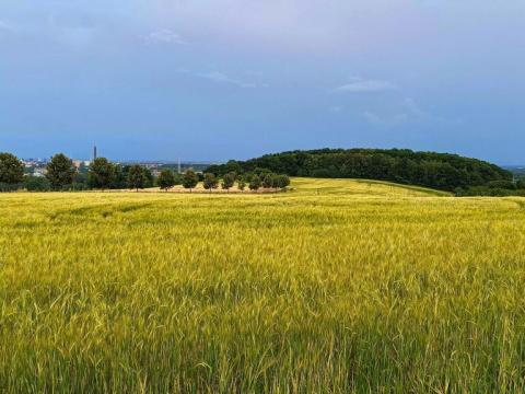 Prodej pozemku pro bydlení, Ostrava - Hošťálkovice, Nad Dubíčkem, 3621 m2