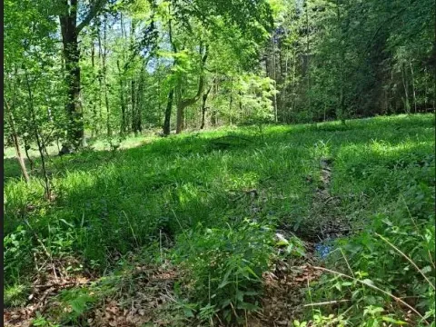 Prodej podílu lesa, Smilovy Hory, 19284 m2