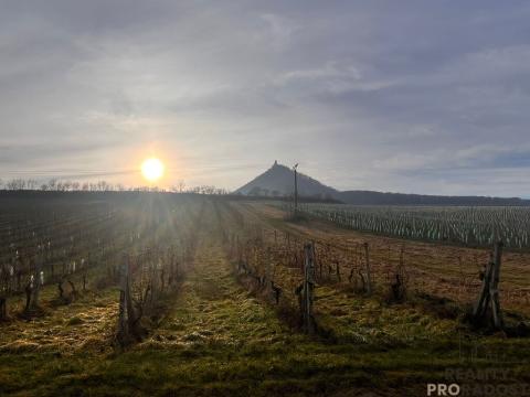 Prodej sadu/vinice, Dolní Věstonice, 3048 m2