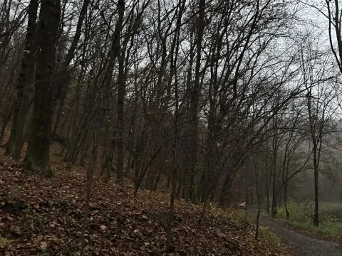 Prodej podílu lesa, Praha - Nové Město, 4596 m2