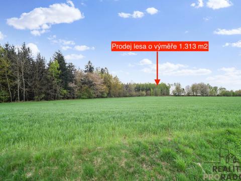 Prodej lesa, Holetín - Horní Holetín, 1313 m2