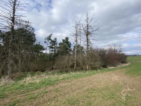 Prodej lesa, Slavičky - Pozďátky, 560 m2