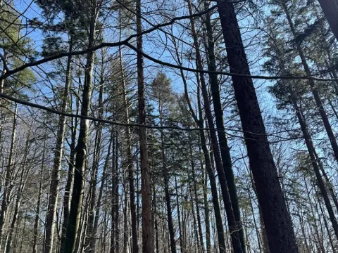 Prodej podílu lesa, Kunčice pod Ondřejníkem, 5004 m2