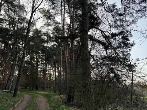 Prodej podílu lesa, Čistá, 878 m2