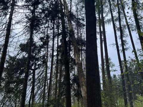 Prodej lesa, Mladý Smolivec, 1235 m2