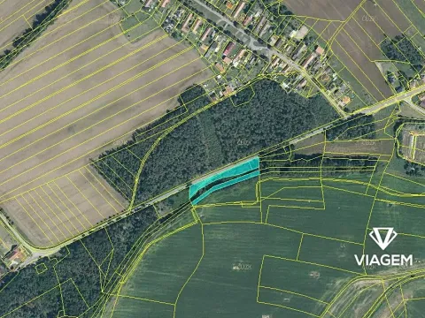 Prodej podílu lesa, Živanice, 2017 m2